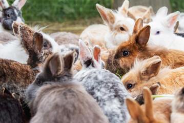 Group of rabbits eating grass