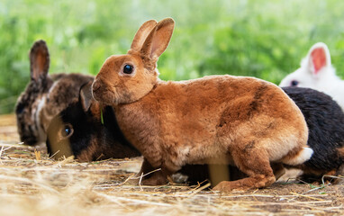 Miniature rex rabbit in the paddock in summer