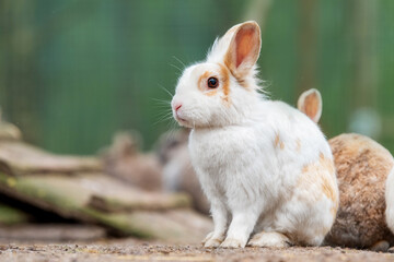 Little rabbit in the paddock in summer
