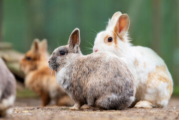 Little rabbits in the paddock in summer