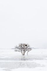 White, Tree, background, Баян аул, Казахстан 