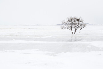 Fototapeta na wymiar White, Tree, background, Баян аул, Казахстан 