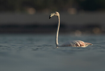 Greater Flamingo  at Eker creek in the morning, Bahrain