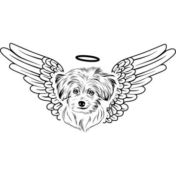 recommend clip art: Maltese with Wings and Halo Vector