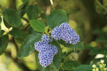 Céanothe arborescent