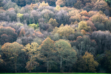 Obraz premium An oak forest in autumn on the edge of a meadow