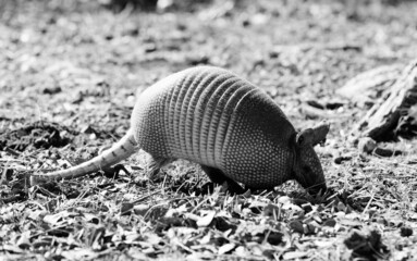 Armadillo wildlife close up in Texas nature.