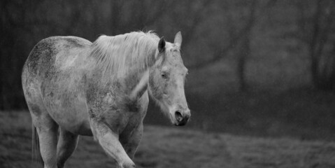 Obraz premium Dirty white horse in rainy weather outdoors on farm with copy space on banner background.