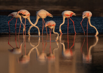 Greater Flamingos feeding with dramatic reflection at Tubli bay in the morning, Bahrain