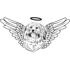 Fototapeta premium Havanese with Wings and Halo Vector