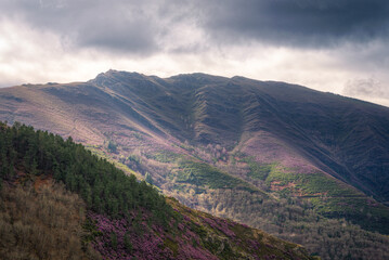 Fototapeta premium Cloud shadowed peaks and slopes covered in blooming heather