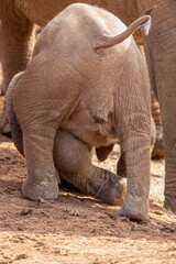 An elephant calf playing in the sand, Addo Elephant National Park