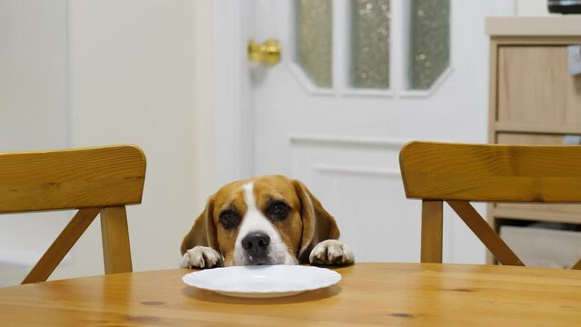 Pitiful dog put paws and head on edge of table against empty plate, searching for food leftovers but found nothing. Hilarious beagle with pleading eyes stand still and look to camera