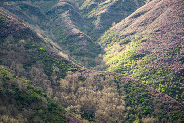 Fototapeta na wymiar Deep valleys and rolling hills covered in purple heather