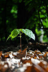 Yellowed leaves on the ground. Yellowed leaves lie around a green sprout in the forest. Evening in the forest