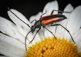 beetle on flower