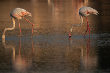 Greater Flamingos feeding in dramtic morning light  at Tubli bay, Bahrain
