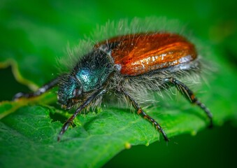 macro of a bug
