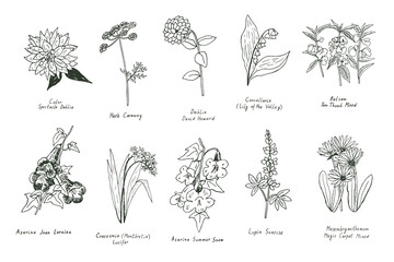 Garden summer flowers illustrations vector set