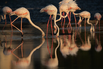 Greater Flamingos feeding at Tubli bay with beautiful reflection on water in the morning, Bahrain