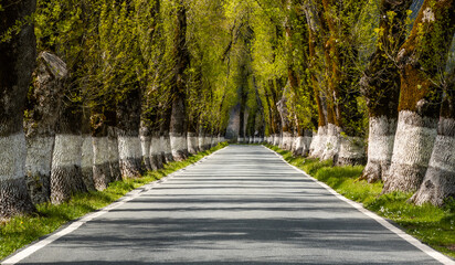 Fototapeta na wymiar picturesque backcountry road lined with tall trees in springtime green color