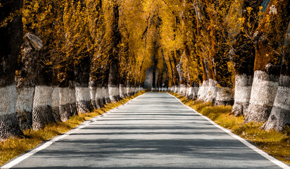 Fototapeta na wymiar picturesque backcountry road lined with tall trees in fall foliage colors