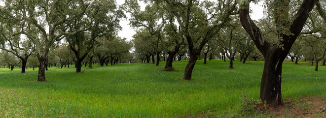 panorama view of endless cork oak forest and green meadows