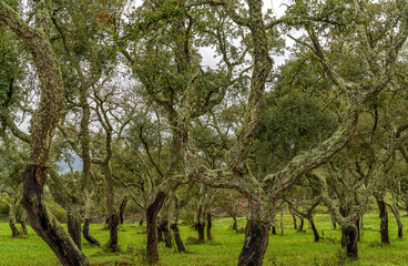 cork oak forest and green meadows in the Alentejo region of Portugal