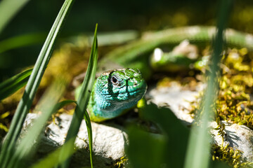 European green lizard, Lacerta viridis, close up view on the ground. Reptile species photography.