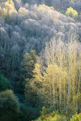 The tops of the poplars turn yellow illuminated by the autumn light