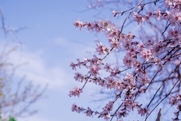 Cluster of white and pink almond flowers in winter, close-up