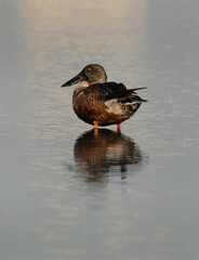 A portrait of a Northern Shoveler at Tubli bay, Bahrain