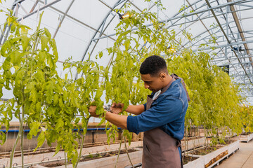 African american farmer cutting plant in greenhouse.