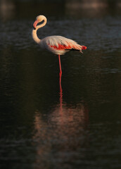 Portrait of a Greater Flamingos in the morning at Tubli bay, Bahrain