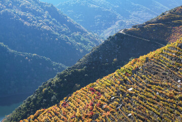 Vineyard covered slopes alternate with forest covered slopes