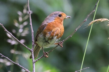 robin on a branch