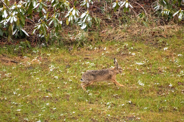 Rabbits on a meadow Spring