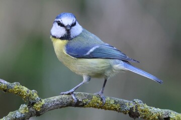 Blue tit