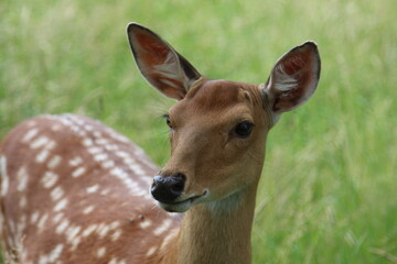 Young roe deer in a green pasture