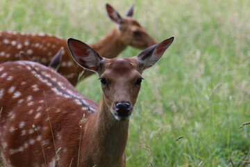 Young roe deer in a green pasture