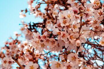 blühender Mandelbaum