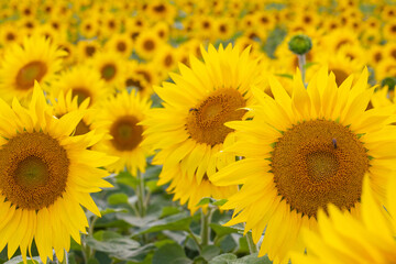 Obraz premium Sunflowers garden. Sunflowers have abundant health benefits. Sunflower oil improves skin health and promote cell regeneration.