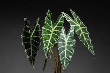 Alocasia Amazonica Sanderiana close up of the foliage leaf in isolated black background
