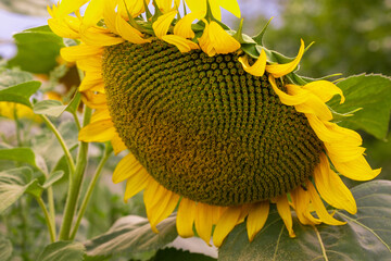 Sunflowers garden. Sunflowers have abundant health benefits. Sunflower oil improves skin health and...