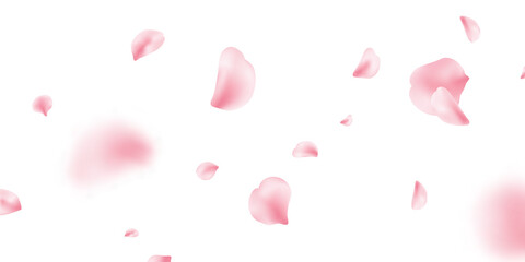 Sakura petal spring blossom on white banner. Flower flying background. Pink rose composition. Beauty Spa product frame. Valentine romantic card. Light delicate pastel design. Vector illustration