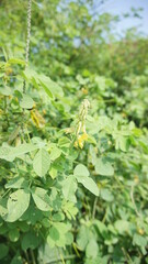 the flowers in the beautiful garden in the garden look green