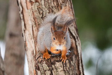 Naklejka na ściany i meble Red squirrel sitting on a tree branch in winter forest and nibbling seeds on snow covered trees background