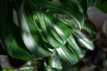 Close up of Monstera Borsigiana leaf