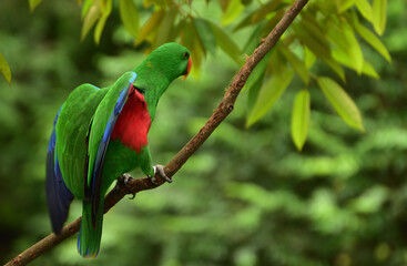 Bird perching on branch. The eclectus parrot, Eclectus roratus is a parrot native to Indonesia, locally known as Nuri Bayan