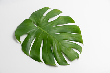 Monstera Borsigiana leaf close up with isolated white background